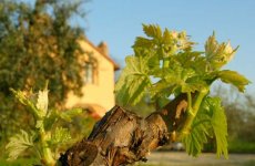 Visitez la page de Le quercioline dans Tavarnelle Val di Pesa