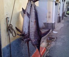 Calabria. Pesce spada