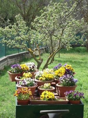 Foto Giardino con carretto fiorito!