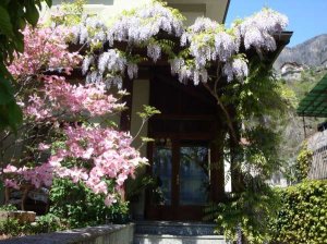 Ingresso Villa Verde con glicine e cornus  in fiore - Foto 4