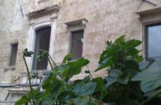 Visita la pagina di Buonanotte margherita a Taranto