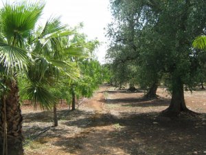 Foto Vegetazione mediterranea con ulivi secolari